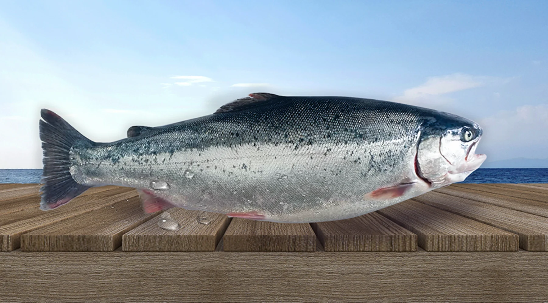 Black Sea trout — “Turkish salmon” product