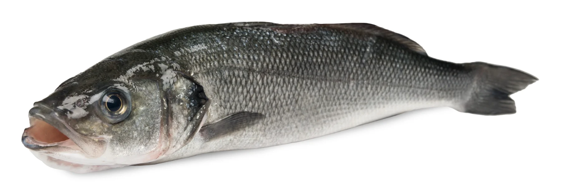 Sea bass & sea bream product